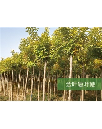 標(biāo)題：喬灌木
瀏覽次數(shù)：1998
發(fā)表時(shí)間：2020-10-17